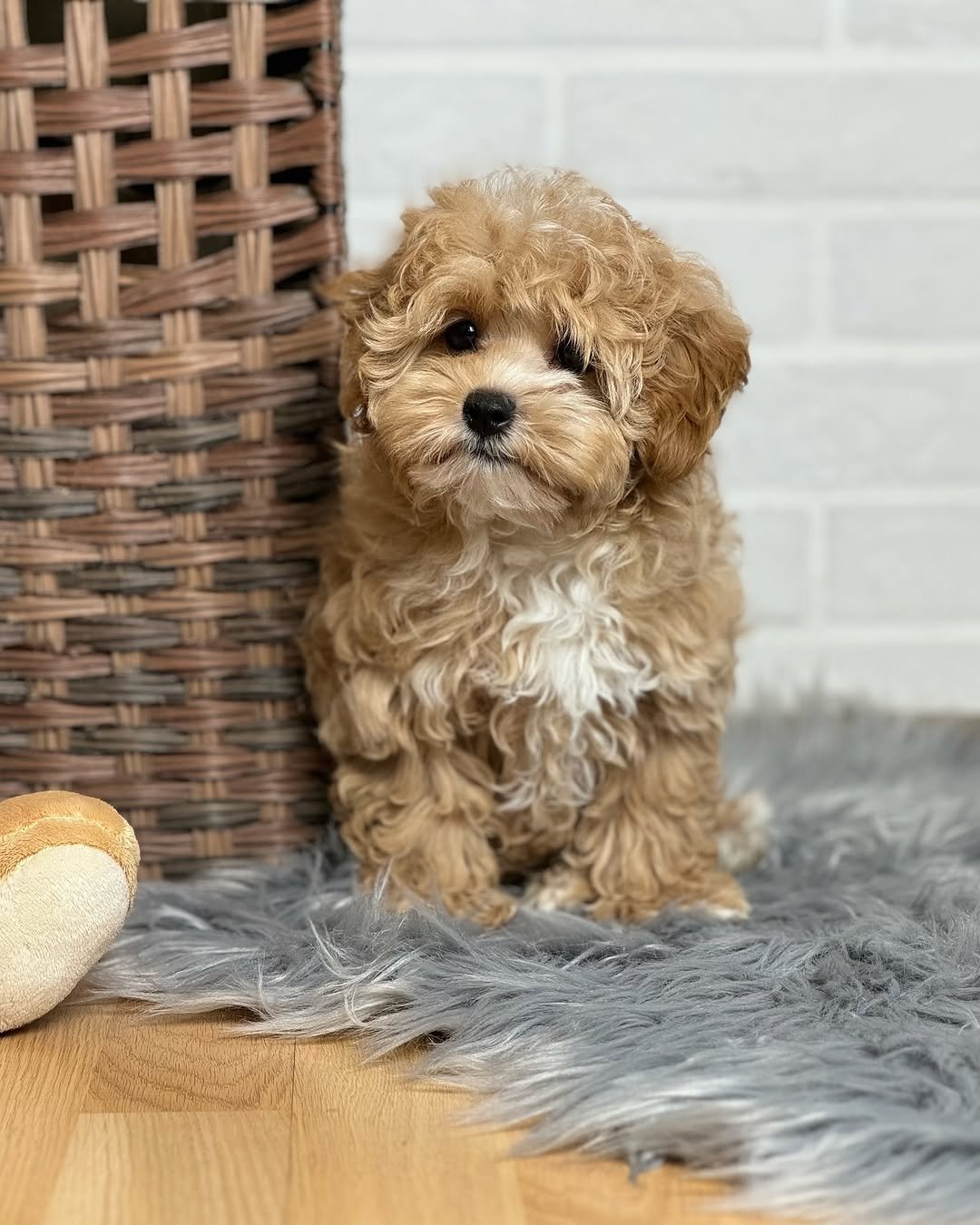 maltipoo puppies for sale