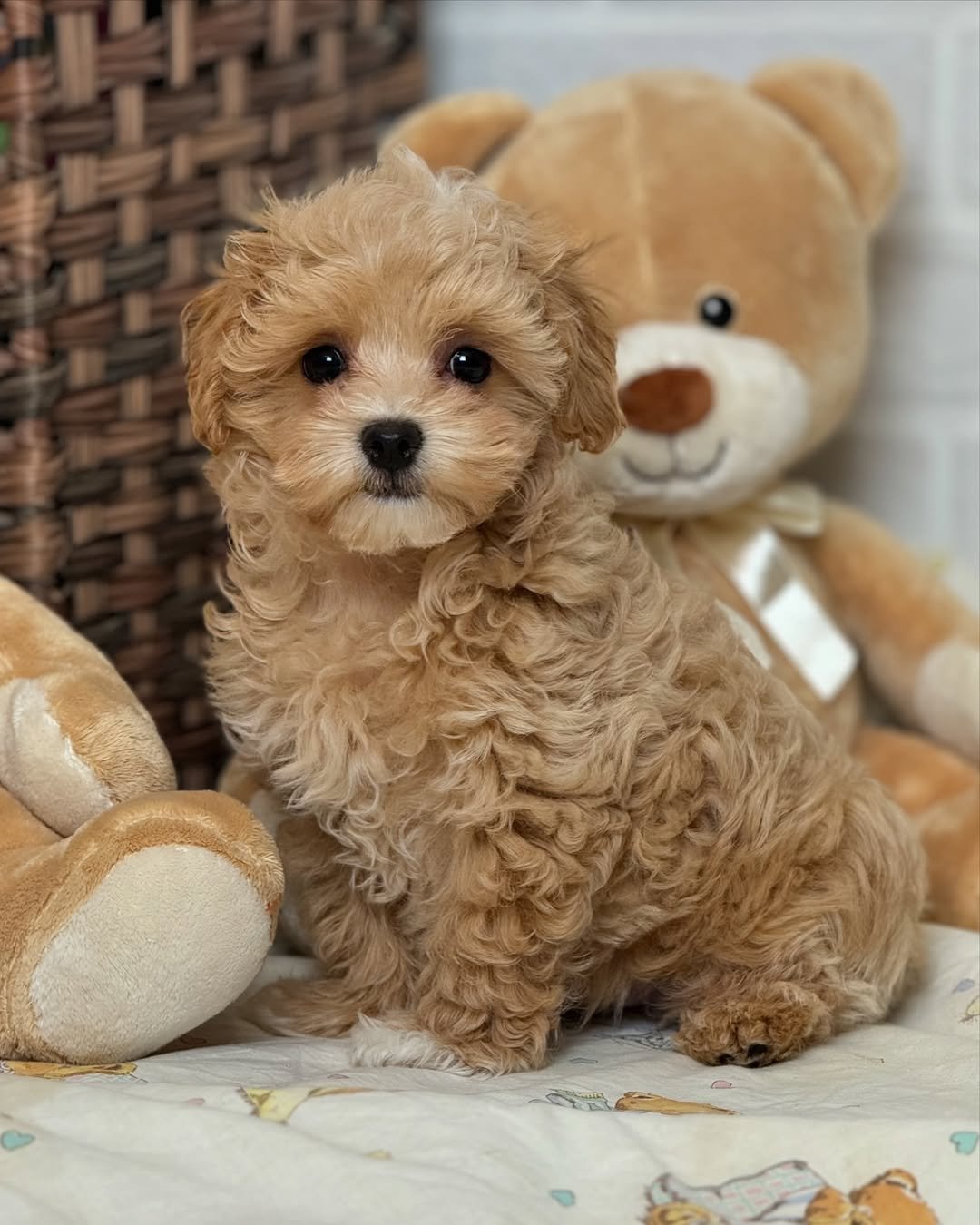 rose maltipoo puppies for sale