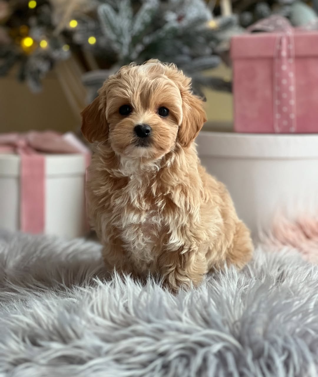 rose maltipoo